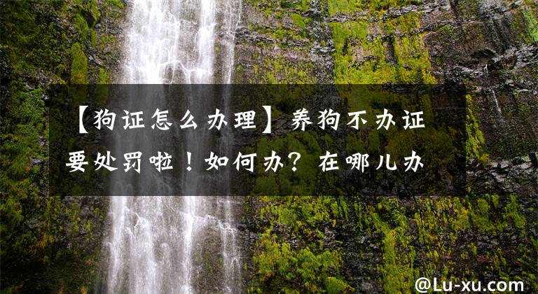 【狗證怎么辦理】養(yǎng)狗不辦證要處罰啦！如何辦？在哪兒辦？看這里