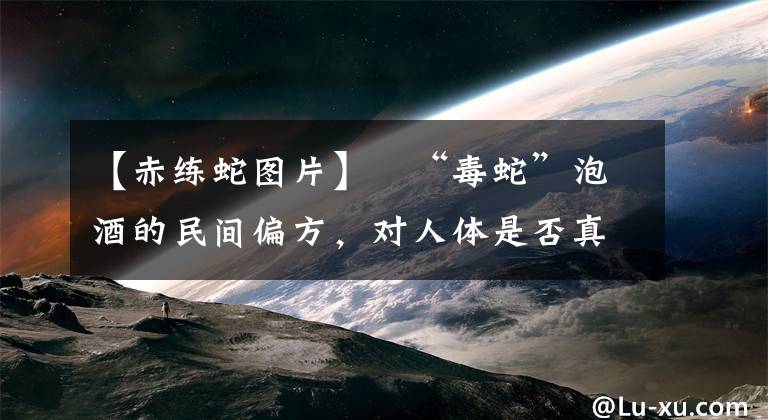 【赤練蛇圖片】?“毒蛇”泡酒的民間偏方，對人體是否真有功效？下面告訴你真相