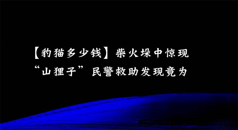 【豹貓多少錢】柴火垛中驚現(xiàn)“山貍子”民警救助發(fā)現(xiàn)竟為二級保護動物豹貓