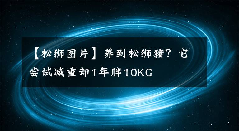 【松獅圖片】養(yǎng)到松獅豬？它嘗試減重卻1年胖10KG