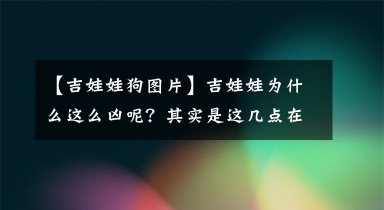 【吉娃娃狗圖片】吉娃娃為什么這么兇呢？其實(shí)是這幾點(diǎn)在“作祟”