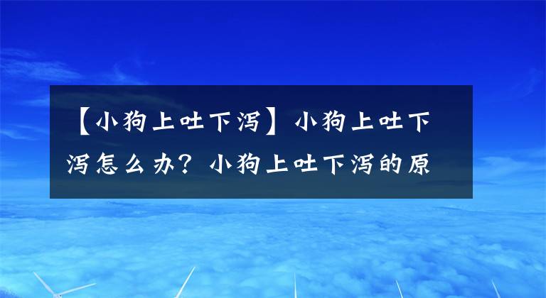 【小狗上吐下瀉】小狗上吐下瀉怎么辦？小狗上吐下瀉的原因有哪些？