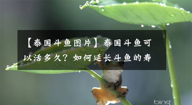 【泰國斗魚圖片】泰國斗魚可以活多久？如何延長斗魚的壽命？