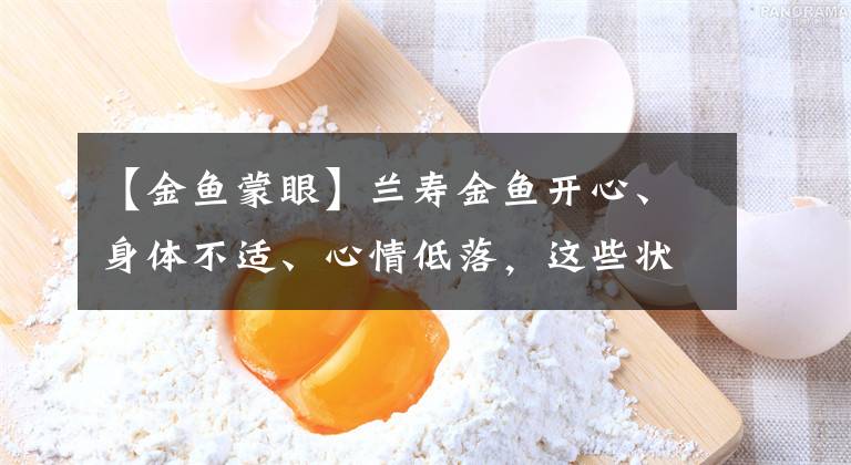 【金魚蒙眼】蘭壽金魚開心、身體不適、心情低落，這些狀態(tài)怎么能體現(xiàn)出來(lái)呢？