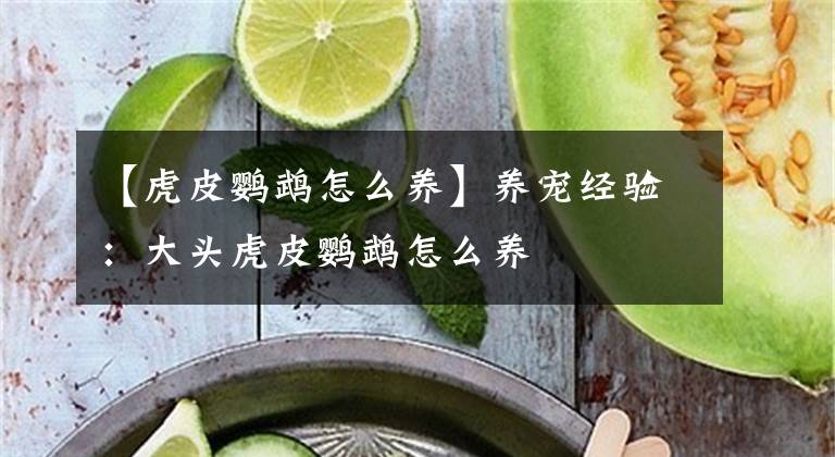 【虎皮鸚鵡怎么養(yǎng)】養(yǎng)寵經(jīng)驗(yàn)：大頭虎皮鸚鵡怎么養(yǎng)