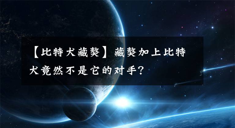 【比特犬藏獒】藏獒加上比特犬竟然不是它的對手？