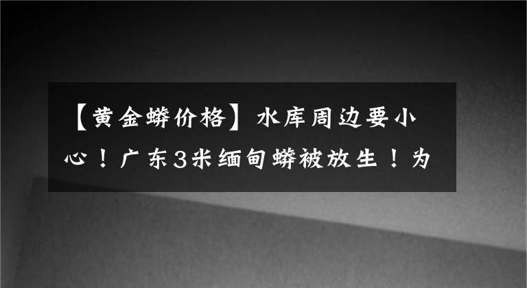 【黃金蟒價(jià)格】水庫(kù)周邊要小心！廣東3米緬甸蟒被放生！為世界上最長(zhǎng)蛇類(lèi)之一