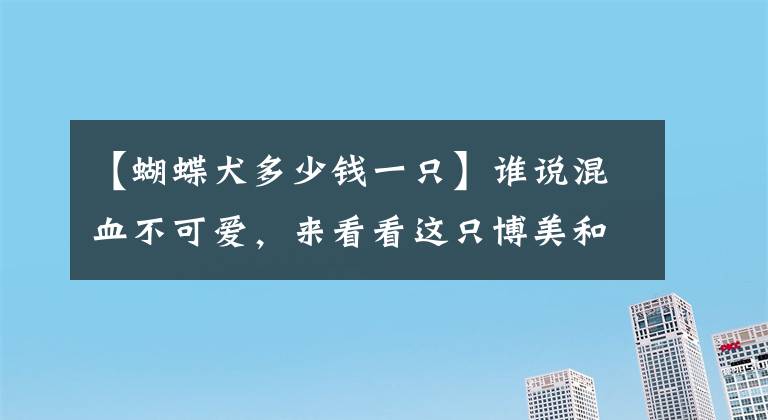 【蝴蝶犬多少錢一只】誰說混血不可愛，來看看這只博美和蝴蝶犬混血的小奶狗