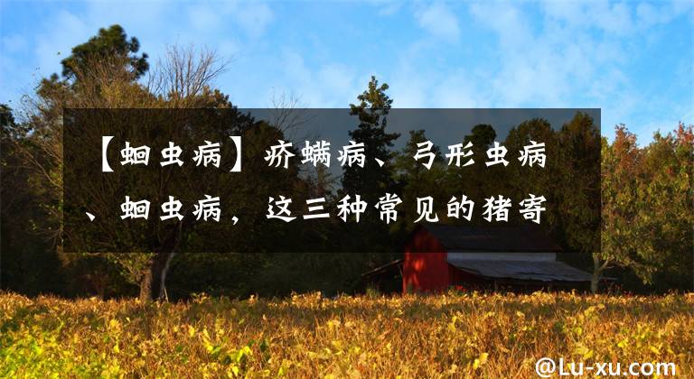 【蛔蟲病】疥螨病、弓形蟲病、蛔蟲病，這三種常見的豬寄生蟲病該如何應(yīng)對？