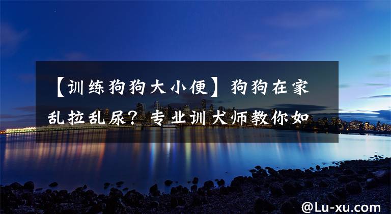 【訓練狗狗大小便】狗狗在家亂拉亂尿？專業(yè)訓犬師教你如何正確訓練狗狗上廁所！