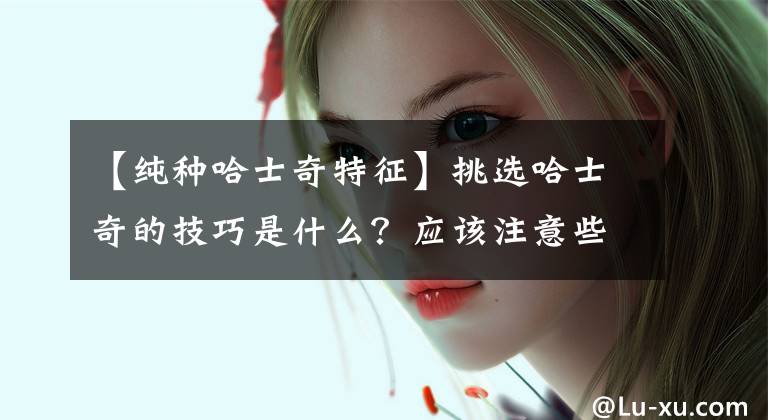 【純種哈士奇特征】挑選哈士奇的技巧是什么？應(yīng)該注意些什么