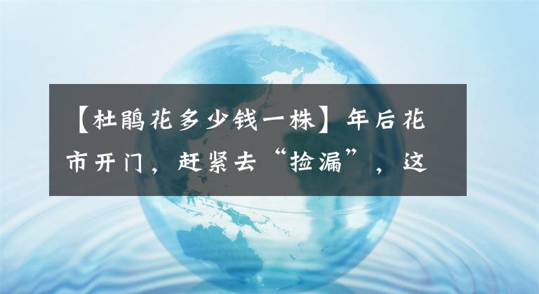 【杜鵑花多少錢一株】年后花市開門，趕緊去“撿漏”，這7種花，花低價就能買“好貨”