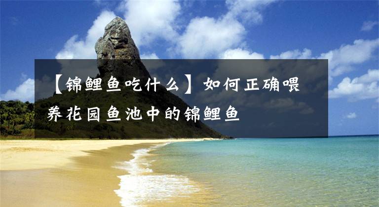 【錦鯉魚(yú)吃什么】如何正確喂養(yǎng)花園魚(yú)池中的錦鯉魚(yú)