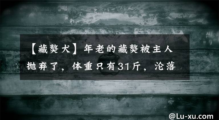 【藏獒犬】年老的藏獒被主人拋棄了，體重只有31斤，淪落到土狗欺負(fù)的地步