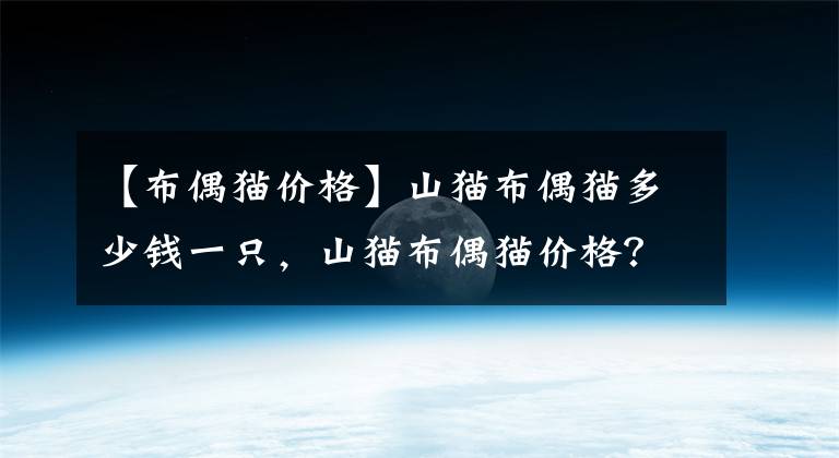 【布偶貓價格】山貓布偶貓多少錢一只，山貓布偶貓價格？