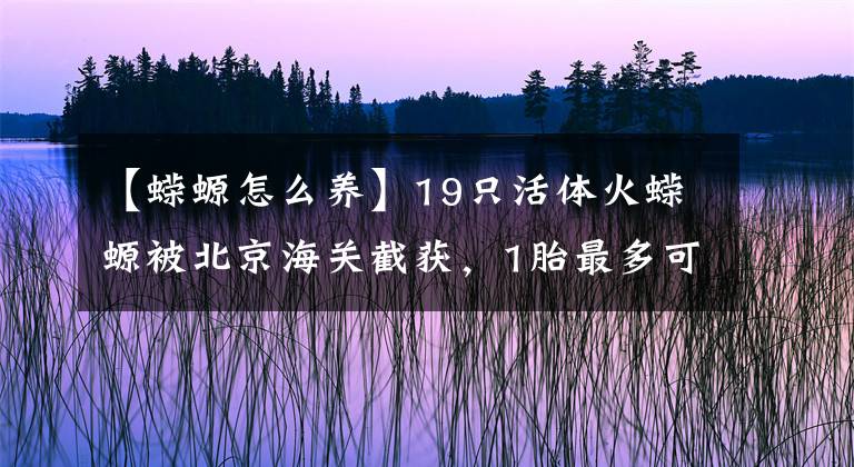 【蠑螈怎么養(yǎng)】19只活體火蠑螈被北京海關(guān)截獲，1胎最多可產(chǎn)60只，到底多可怕？