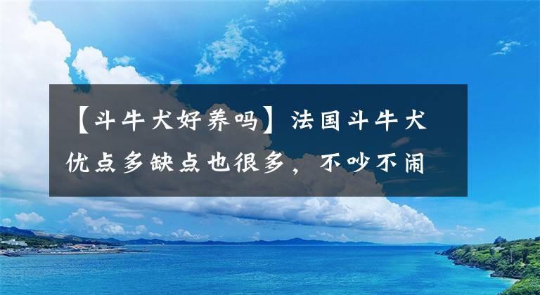 【斗牛犬好養(yǎng)嗎】法國斗牛犬優(yōu)點多缺點也很多，不吵不鬧不擾鄰，但是睡覺打呼嚕！