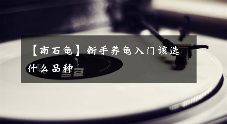 【南石龜】新手養(yǎng)龜入門該選什么品種