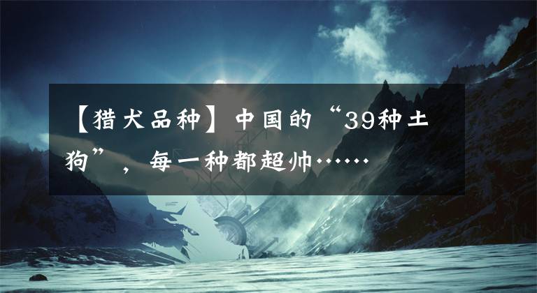 【獵犬品種】中國的“39種土狗”，每一種都超帥……