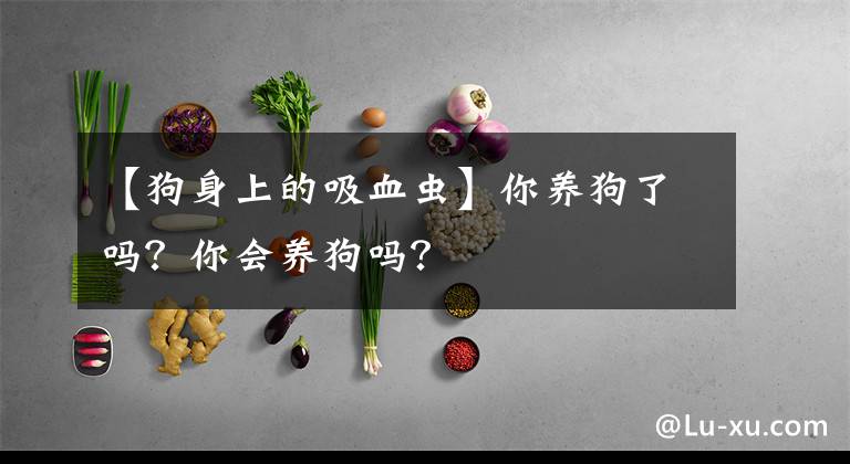 【狗身上的吸血蟲】你養(yǎng)狗了嗎？你會養(yǎng)狗嗎？