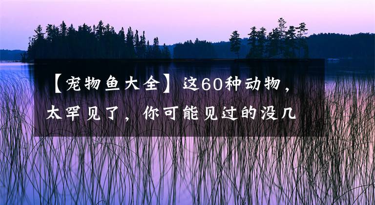 【寵物魚大全】這60種動物，太罕見了，你可能見過的沒幾個，你喜歡哪個呢？