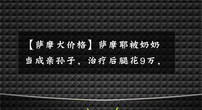 【薩摩犬價格】薩摩耶被奶奶當(dāng)成親孫子，治療后腿花9萬，豪華小車帶著遛彎