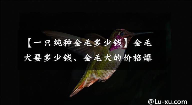 【一只純種金毛多少錢】金毛犬要多少錢、金毛犬的價格爆料