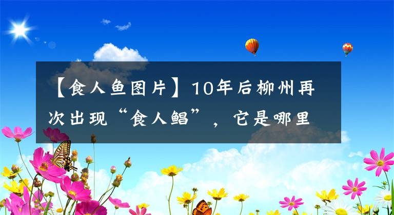 【食人魚圖片】10年后柳州再次出現(xiàn)“食人鯧”，它是哪里來的？真的會(huì)吃人嗎？