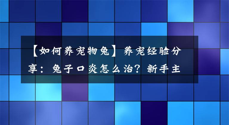 【如何養(yǎng)寵物兔】養(yǎng)寵經(jīng)驗(yàn)分享：兔子口炎怎么治？新手主人處理兔子口炎的三大措施