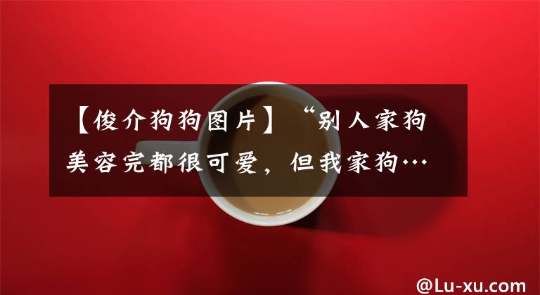 【俊介狗狗圖片】“別人家狗美容完都很可愛，但我家狗……就像一個健身教練！”