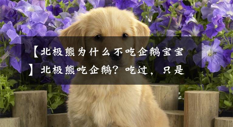 【北極熊為什么不吃企鵝寶寶】北極熊吃企鵝？吃過，只是你無緣見