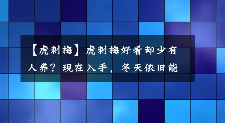 【虎刺梅】虎刺梅好看卻少有人養(yǎng)？現(xiàn)在入手，冬天依舊能看花