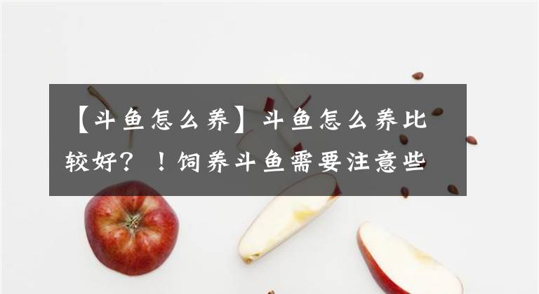 【斗魚怎么養(yǎng)】斗魚怎么養(yǎng)比較好？！飼養(yǎng)斗魚需要注意些什么？！