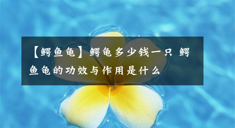 【鱷魚龜】鱷龜多少錢一只 鱷魚龜?shù)墓πc作用是什么