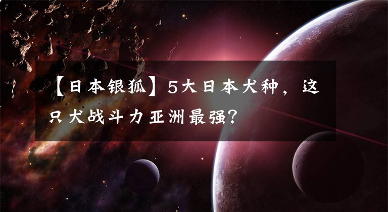 【日本銀狐】5大日本犬種，這只犬戰(zhàn)斗力亞洲最強？