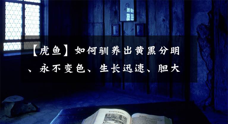 【虎魚】如何馴養(yǎng)出黃黑分明、永不變色、生長迅速、膽大活潑的印尼虎魚