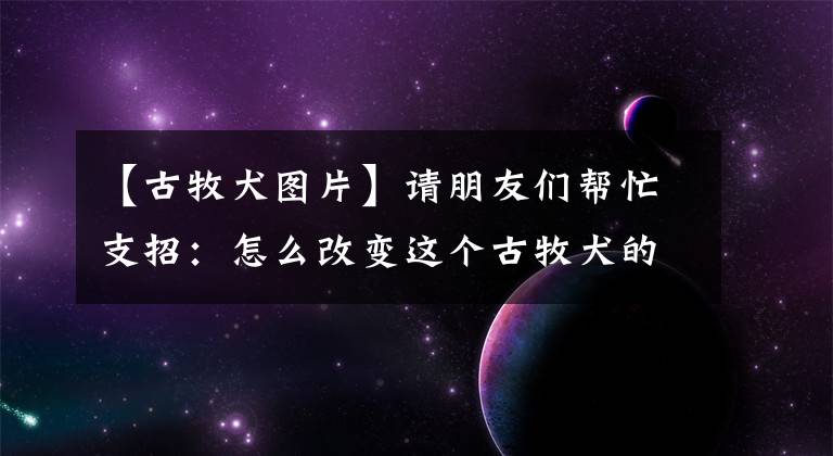 【古牧犬圖片】請朋友們幫忙支招：怎么改變這個古牧犬的不良習(xí)慣？