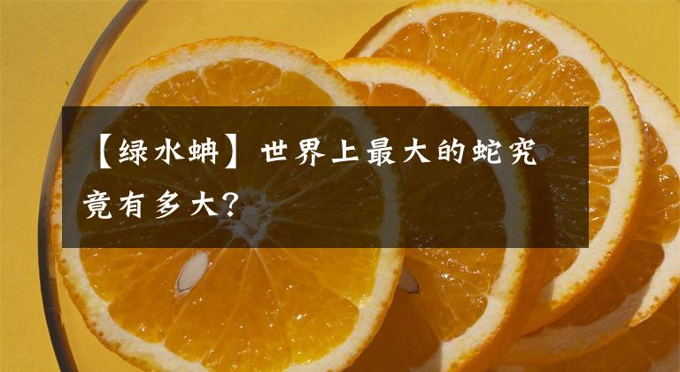 【綠水蚺】世界上最大的蛇究竟有多大？