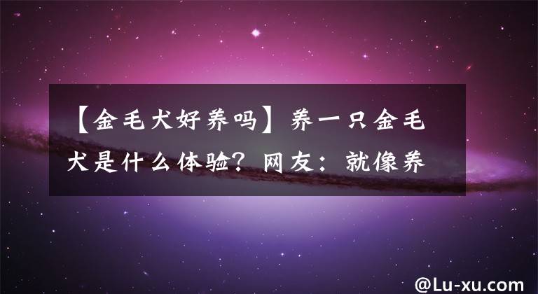 【金毛犬好養(yǎng)嗎】養(yǎng)一只金毛犬是什么體驗(yàn)？網(wǎng)友：就像養(yǎng)了“白眼狼”