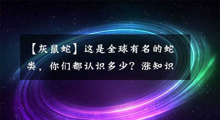 【灰鼠蛇】這是全球有名的蛇類(lèi)，你們都認(rèn)識(shí)多少？漲知識(shí)了