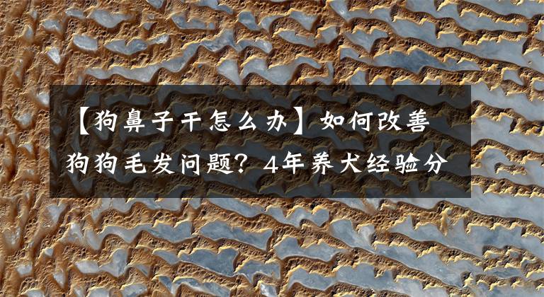 【狗鼻子干怎么辦】如何改善狗狗毛發(fā)問題？4年養(yǎng)犬經(jīng)驗(yàn)分享，快速告別干枯無光澤