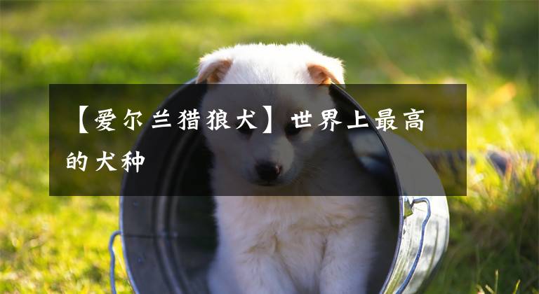 【愛爾蘭獵狼犬】世界上最高的犬種