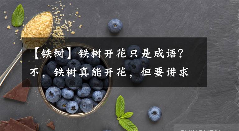 【鐵樹】鐵樹開花只是成語？不，鐵樹真能開花，但要講求方法