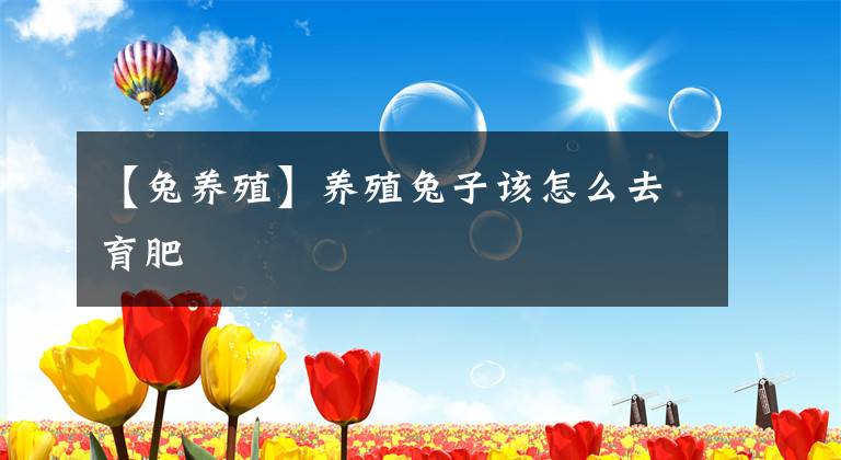 【兔養(yǎng)殖】養(yǎng)殖兔子該怎么去育肥