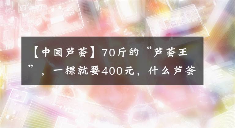 【中國蘆薈】70斤的“蘆薈王”，一棵就要400元，什么蘆薈這么“虎”？