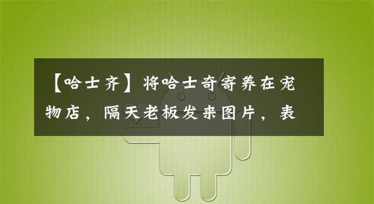 【哈士齊】將哈士奇寄養(yǎng)在寵物店，隔天老板發(fā)來圖片，表示自己血壓升高了