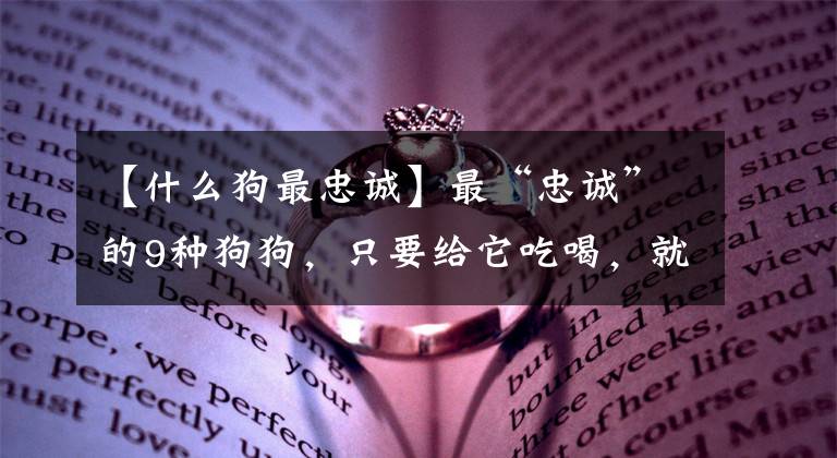 【什么狗最忠誠】最“忠誠”的9種狗狗，只要給它吃喝，就會為你赴湯蹈火