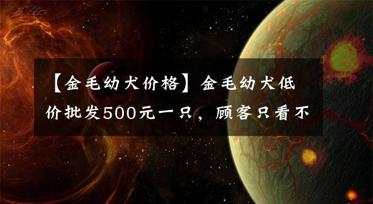 【金毛幼犬價格】金毛幼犬低價批發(fā)500元一只，顧客只看不買！