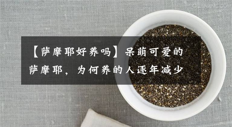 【薩摩耶好養(yǎng)嗎】呆萌可愛的薩摩耶，為何養(yǎng)的人逐年減少呢？