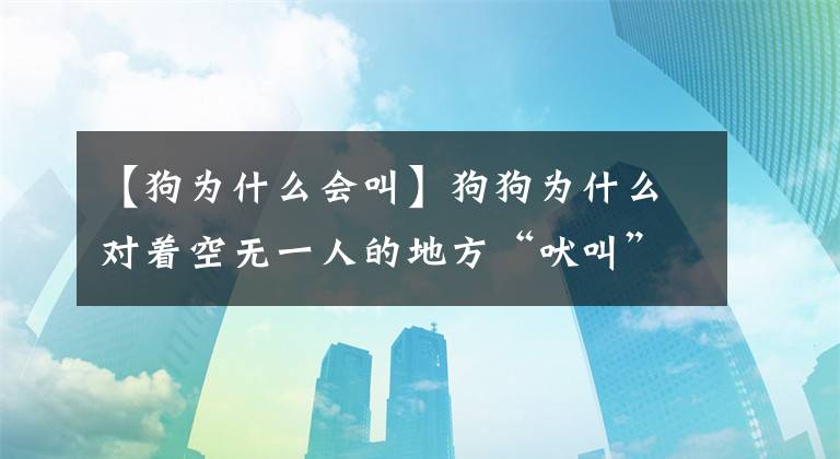 【狗為什么會(huì)叫】狗狗為什么對(duì)著空無一人的地方“吠叫”？都是有原因的